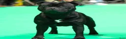 Staffordshire Bull Terrier dogs for sale: Valglo Sired, KC Reg, BVA Eye Tested, HC L2 Clear - Advert 12