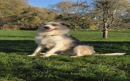 Mixed Breed dogs for adoption: Harley 💙 ( & brother Hershey )  - Advert 10