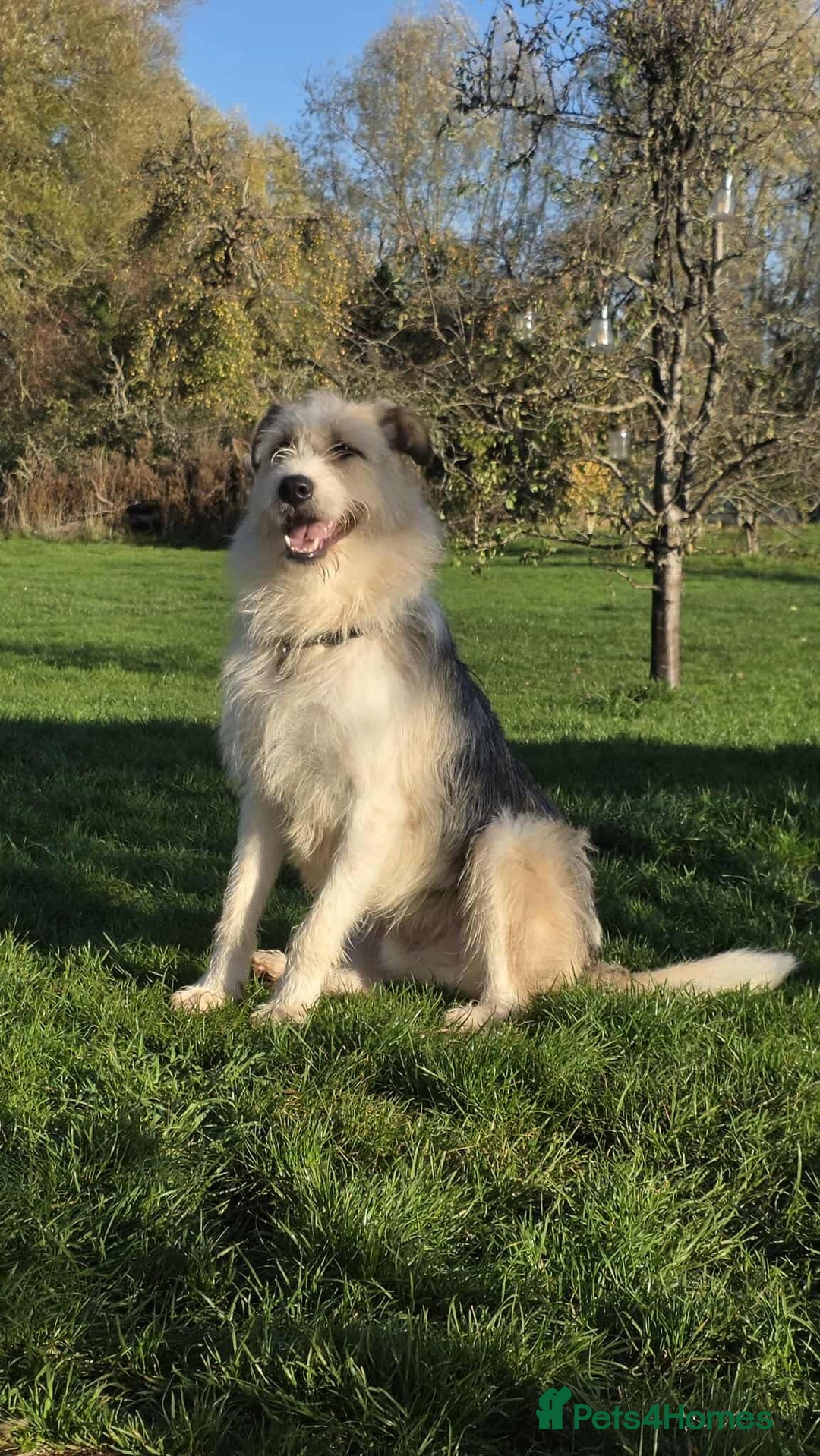 Mixed Breed dogs for adoption: Harley 💙 ( & brother Hershey )  - Advert 10