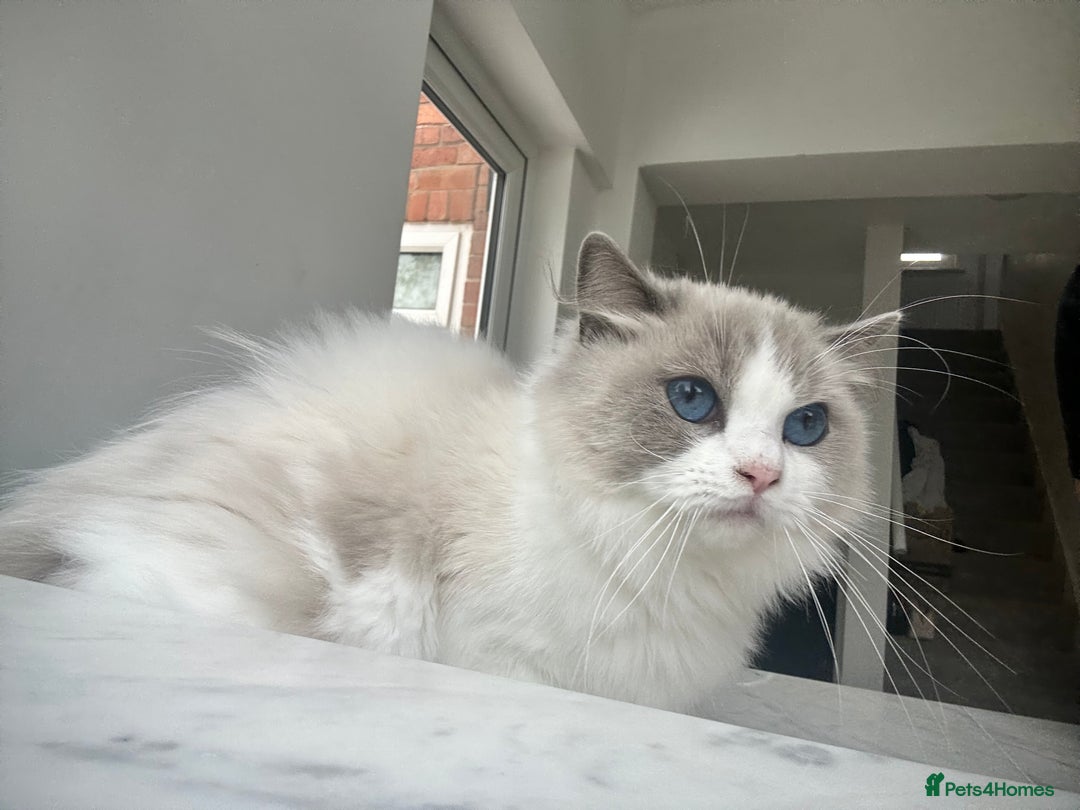 Ragdoll cats for sale: Beautiful Ragdolls Available. - Image 1