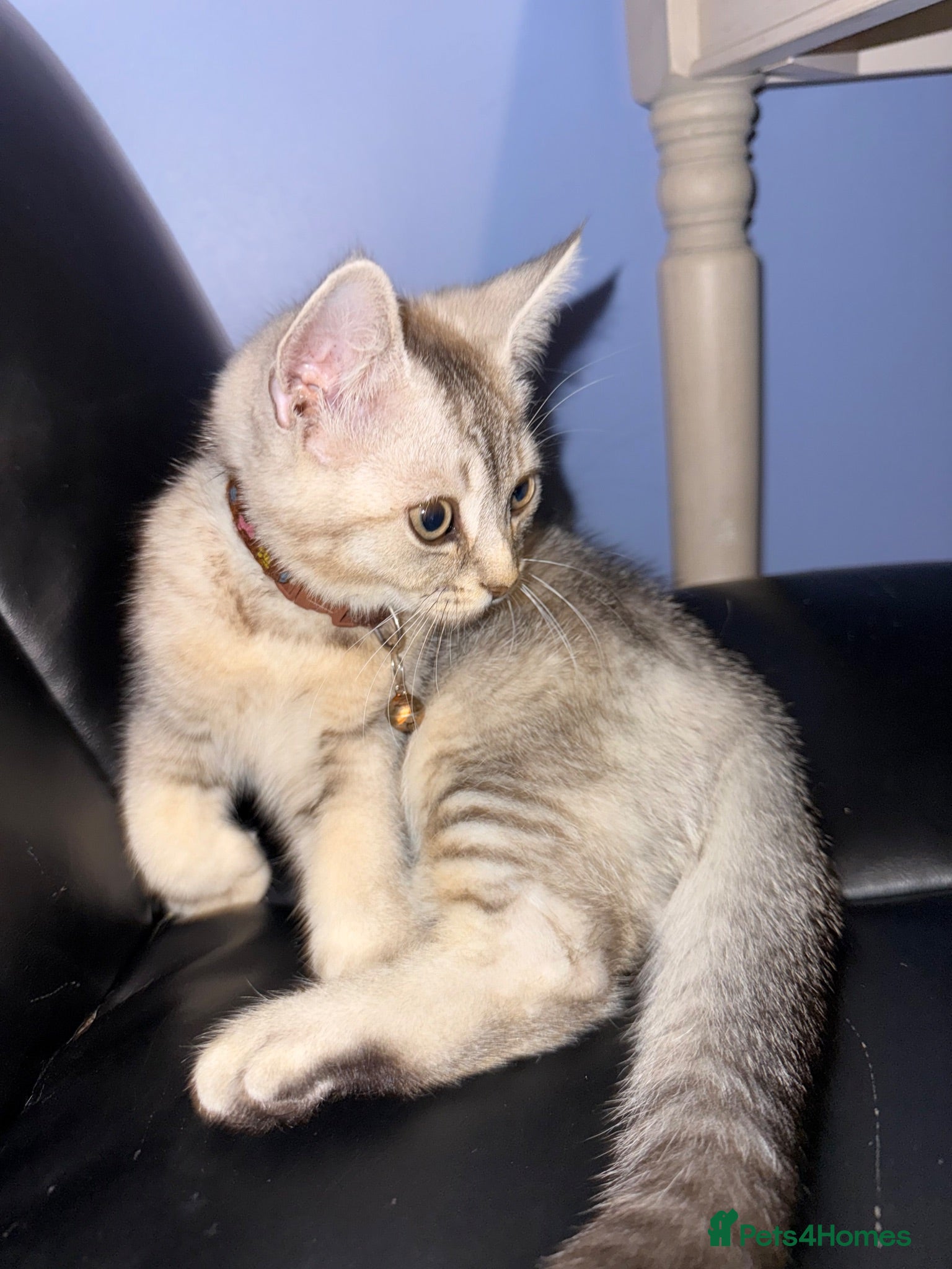 Scottish Fold cats  One last boy left Pure Scottish Straight  - Advert 13
