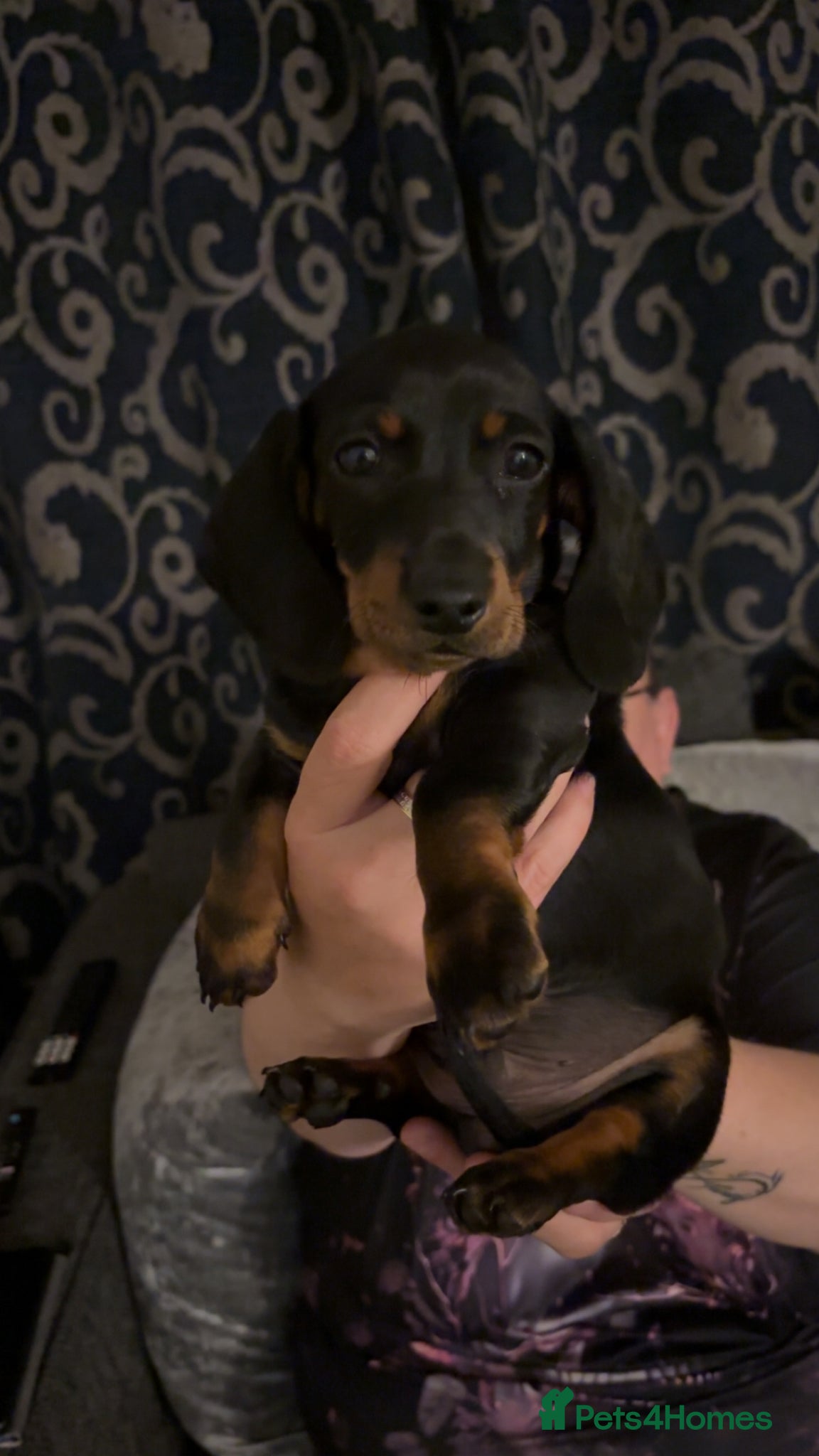 Miniature Dachshund dogs Mini Dutch hound puppy  - Advert 8