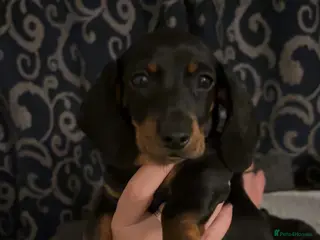 Miniature Dachshund dogs Mini Dutch hound puppy - Advert 8