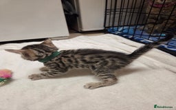 Bengal cats for sale: Beautiful 1/2 bengal kittens - Image 1