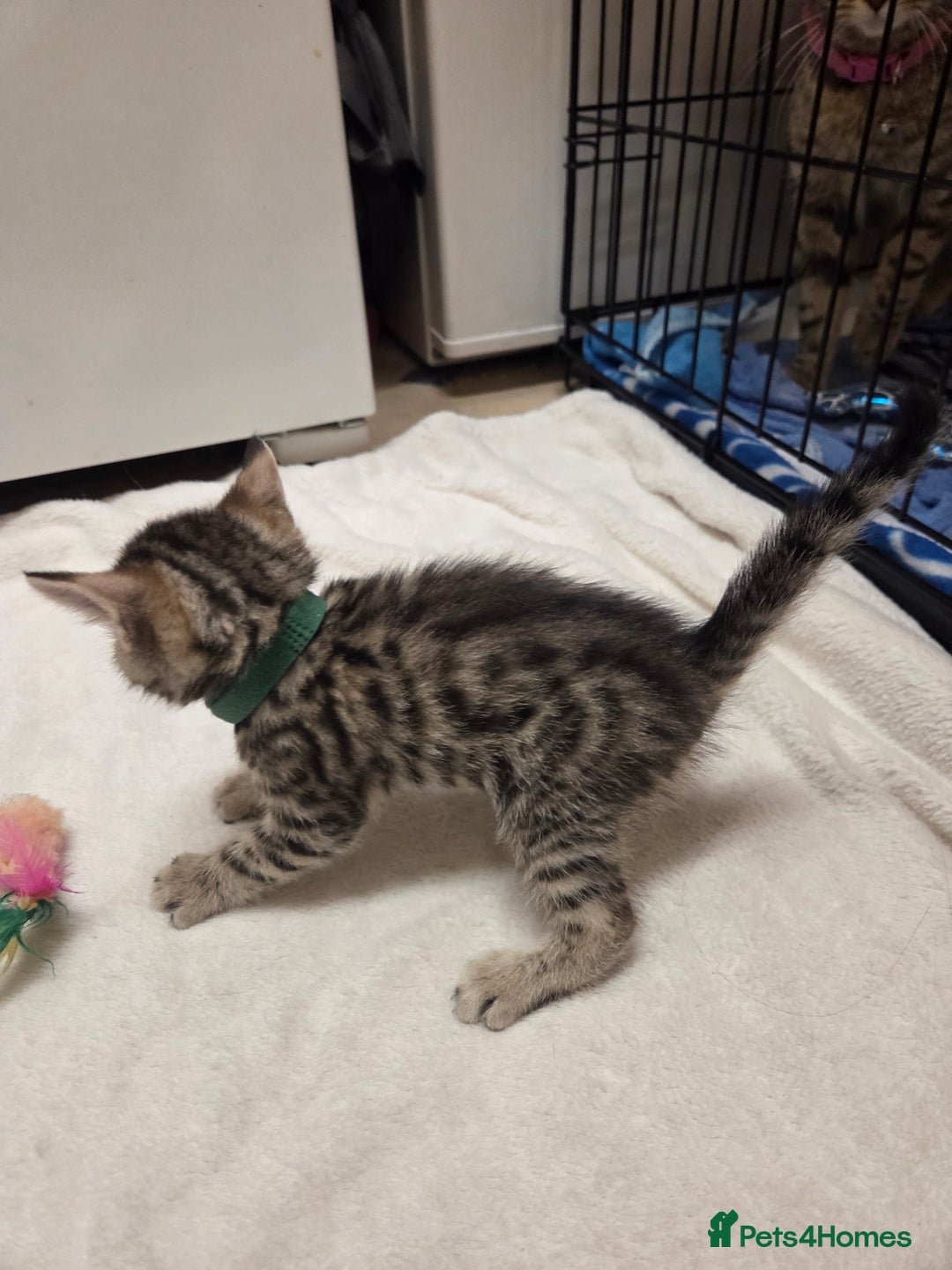 Bengal cats for sale: Beautiful 1/2 bengal kittens - Image 1