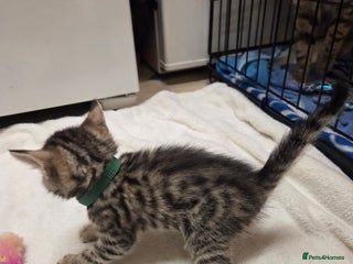 Bengal cats - Advert 15