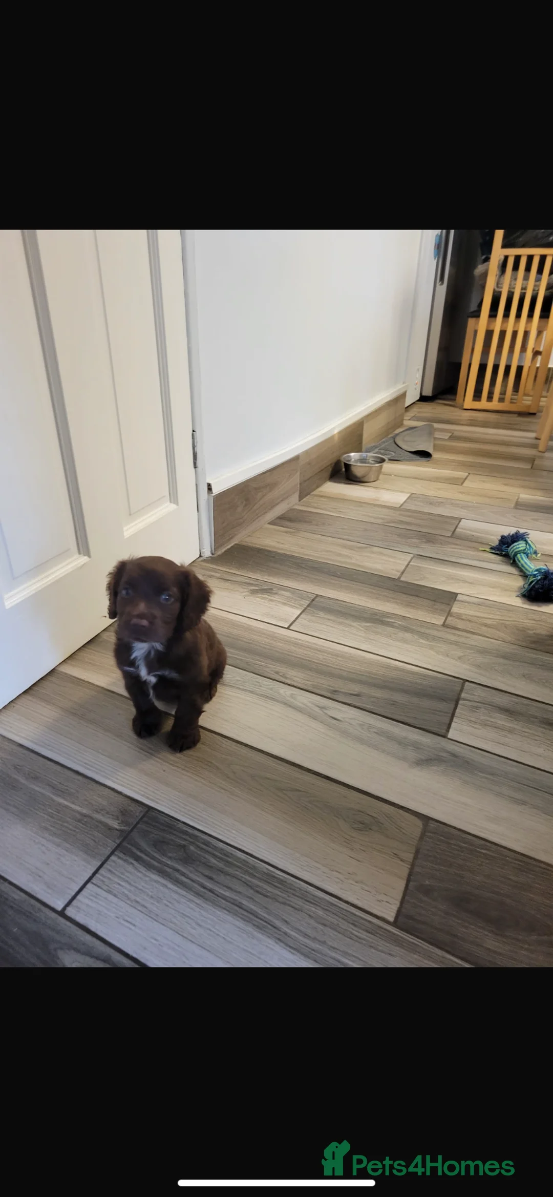 Cocker Spaniel dogs for sale: Cocker spaniel  - Advert 3