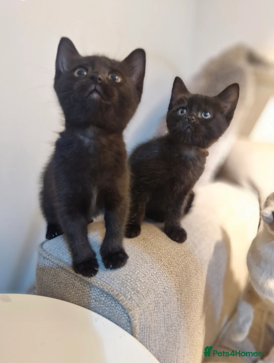 Burmese cats for sale: Burmese x Russian blue - Advert 2