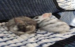Netherland Dwarf rabbits for sale: Baby Netherland Dwarf rabbits  - Image 4