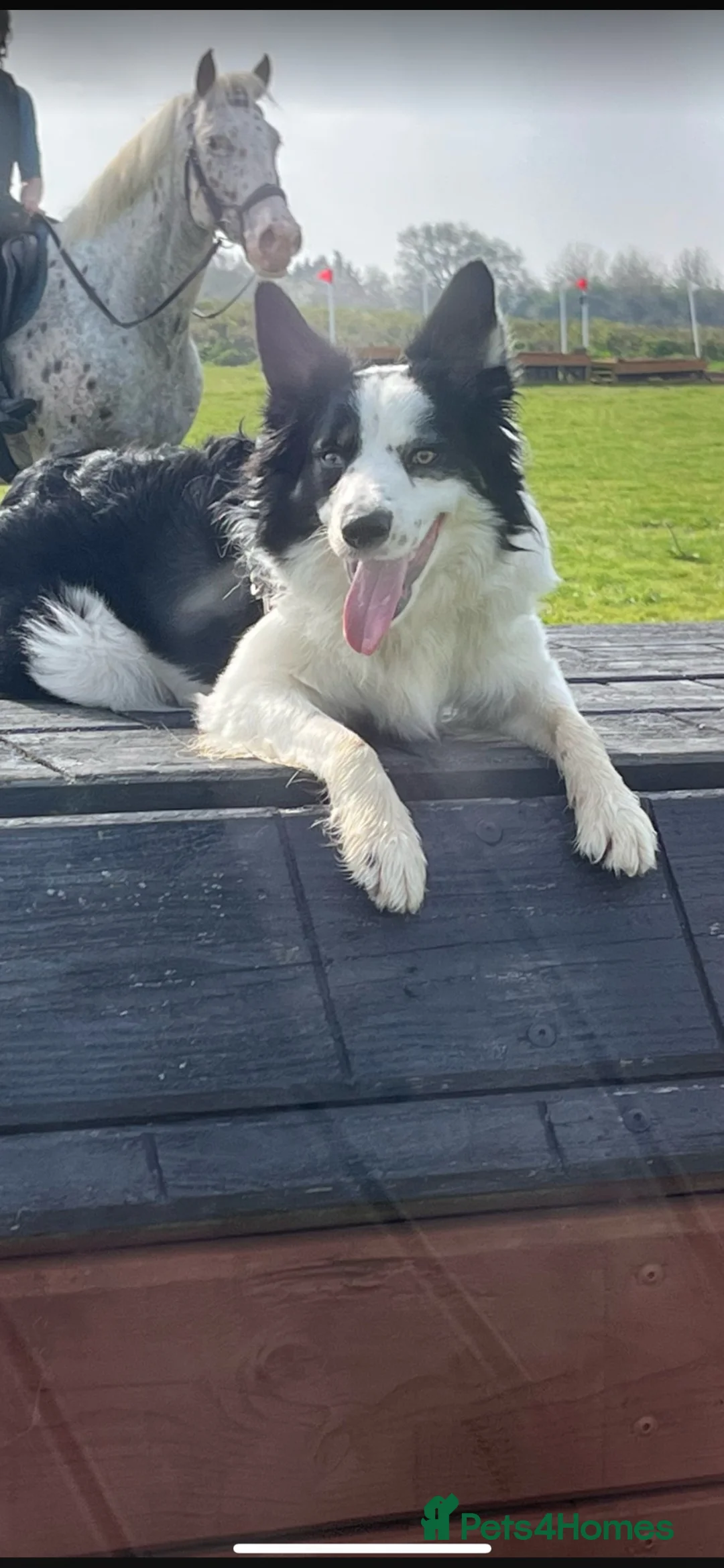 Border Collie dogs for sale: Beautiful border collie puppies - Advert 9