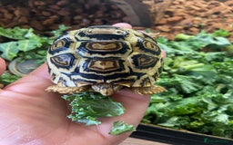 Tortoise reptiles for sale: Leopard tortoise Babies- Rare colour High  Whites - Image 5