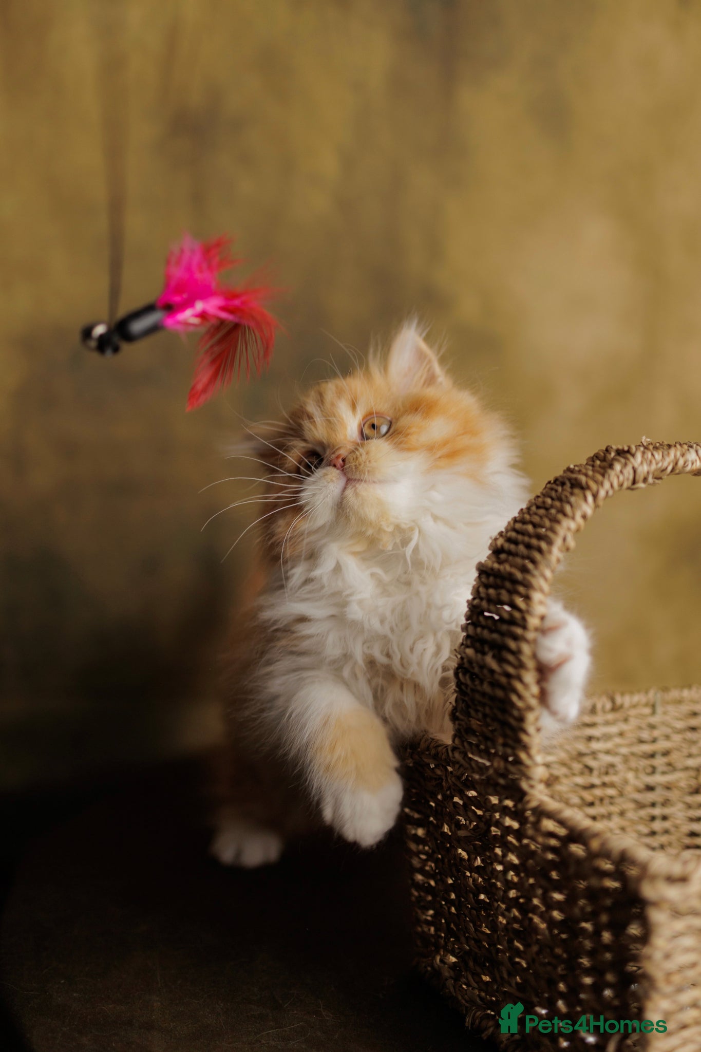 British Shorthair cats Choco Lilac Red Bicolour British Short Long-haird - Advert 2