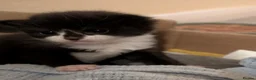Mixed Breed cats for sale: 4x tuxedo black and white kittens - Advert 3