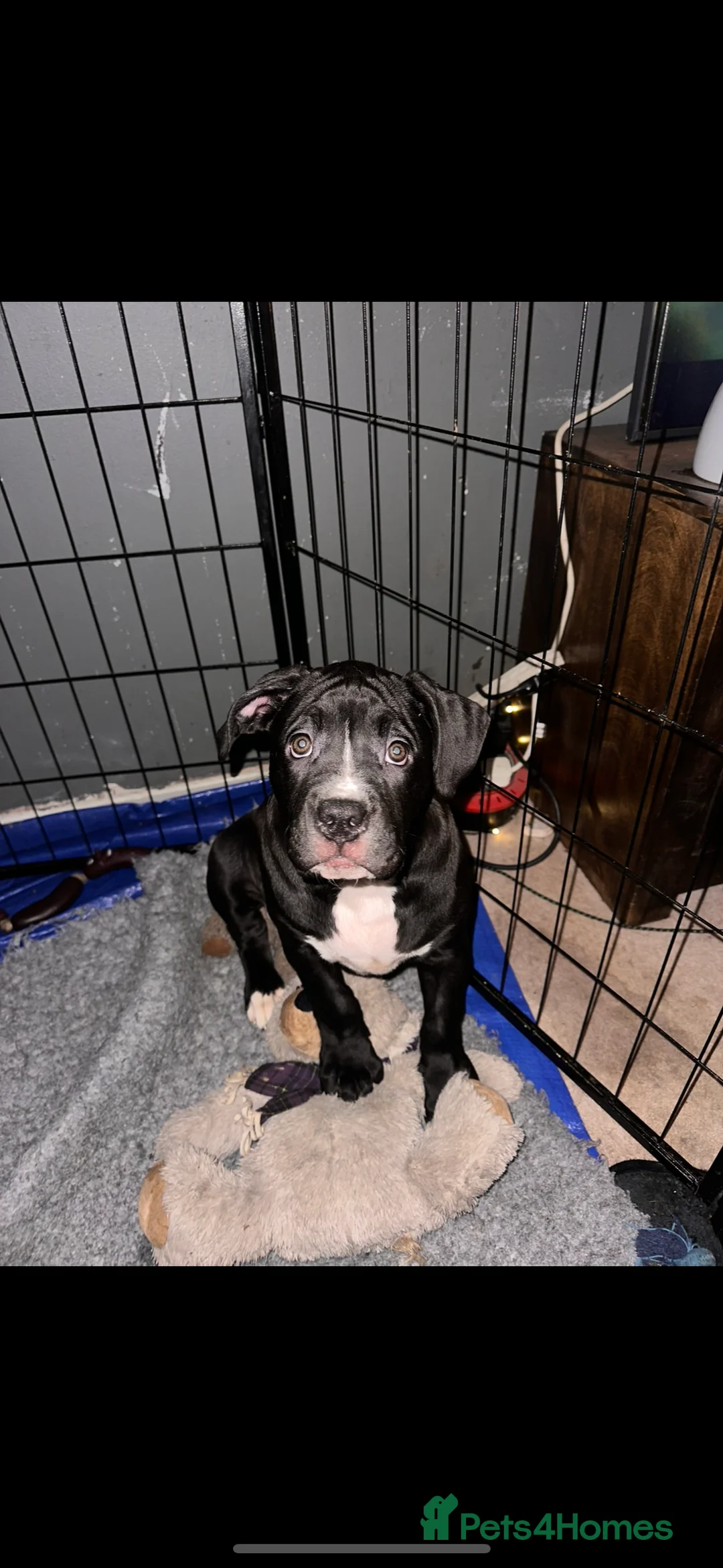 Mixed Breed dogs for sale: Stunning litter - Advert 3