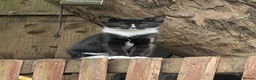 British Shorthair cats for sale: Kittens looking for a forever homes  - Advert 3