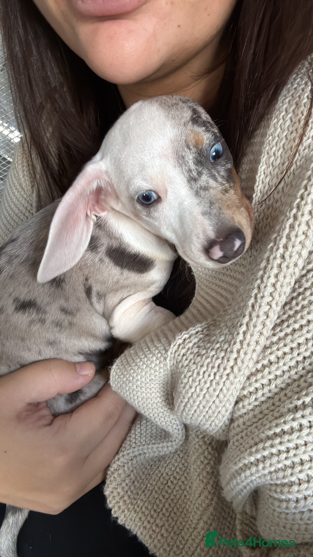 Dachshund dogs for sale: millie the miniature dachshund  - Advert 4