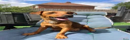 Jackapoo dogs for sale: Beautiful jackapoo puppies  - Advert 3