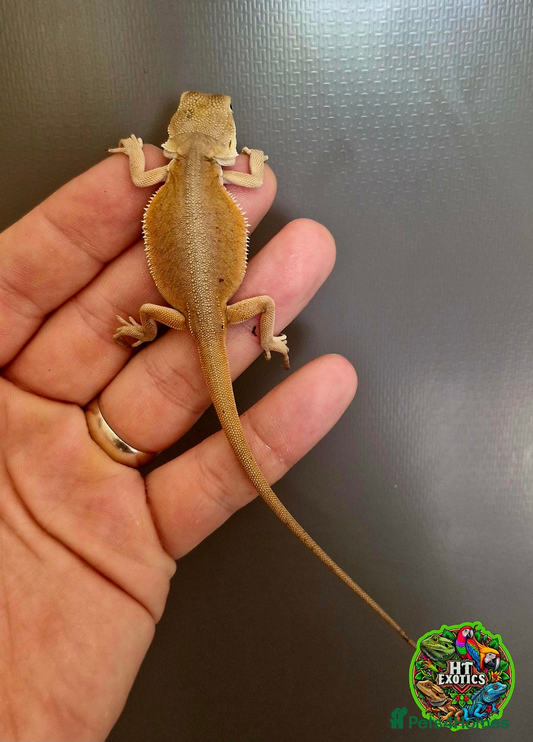 Bearded Dragon reptiles for sale: Pogona vitticeps + vitticeps/Barbata hybrids - Image 33