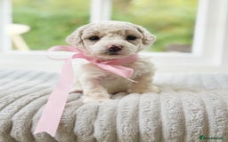 Cavapoochon dogs for sale: Cavapoochon puppies  - Image 21