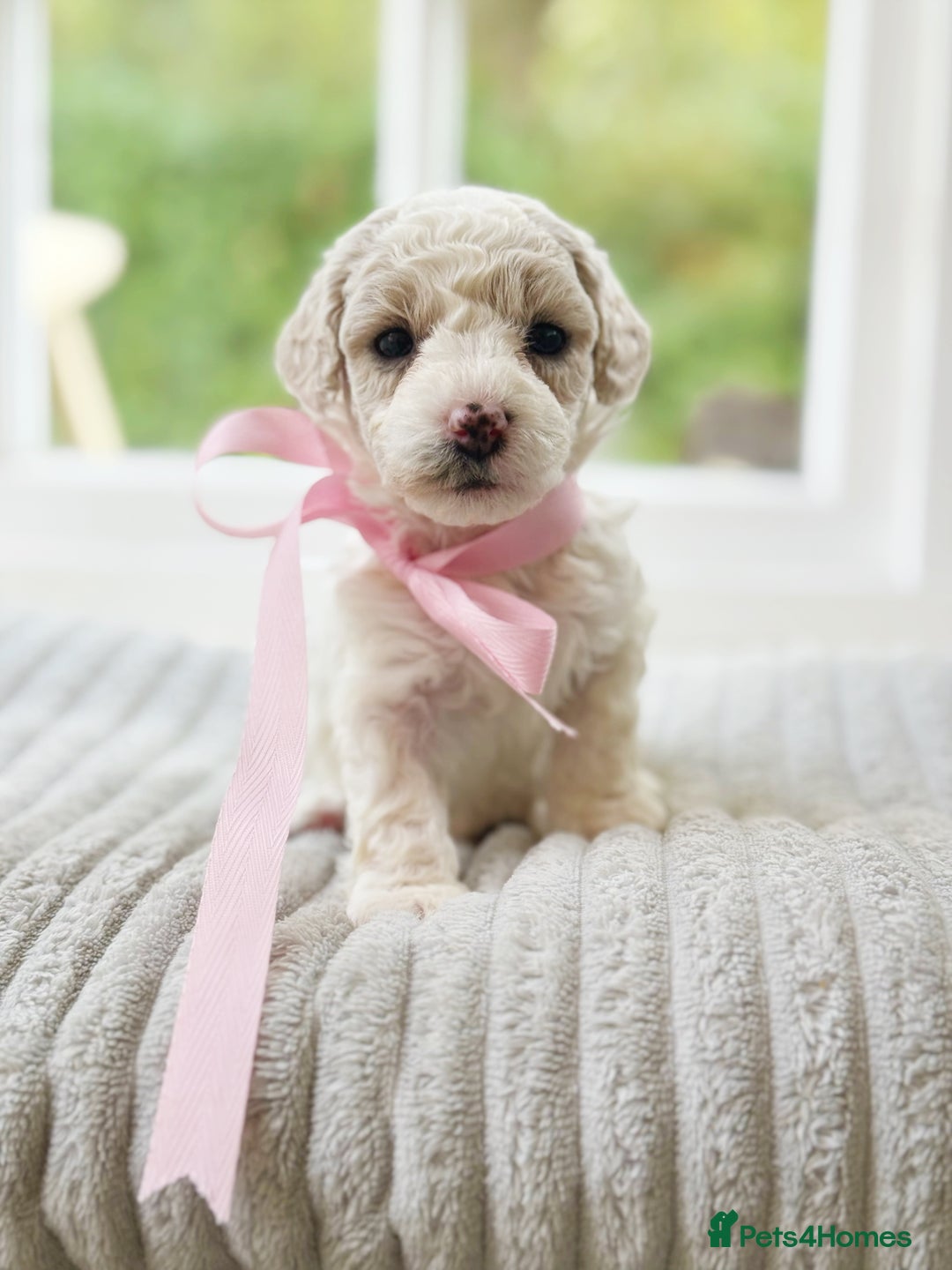 Cavapoochon dogs for sale: Cavapoochon puppies  - Image 21