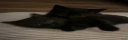 Mixed Breed cats for sale: 2 x black females left for sale  - Advert 8