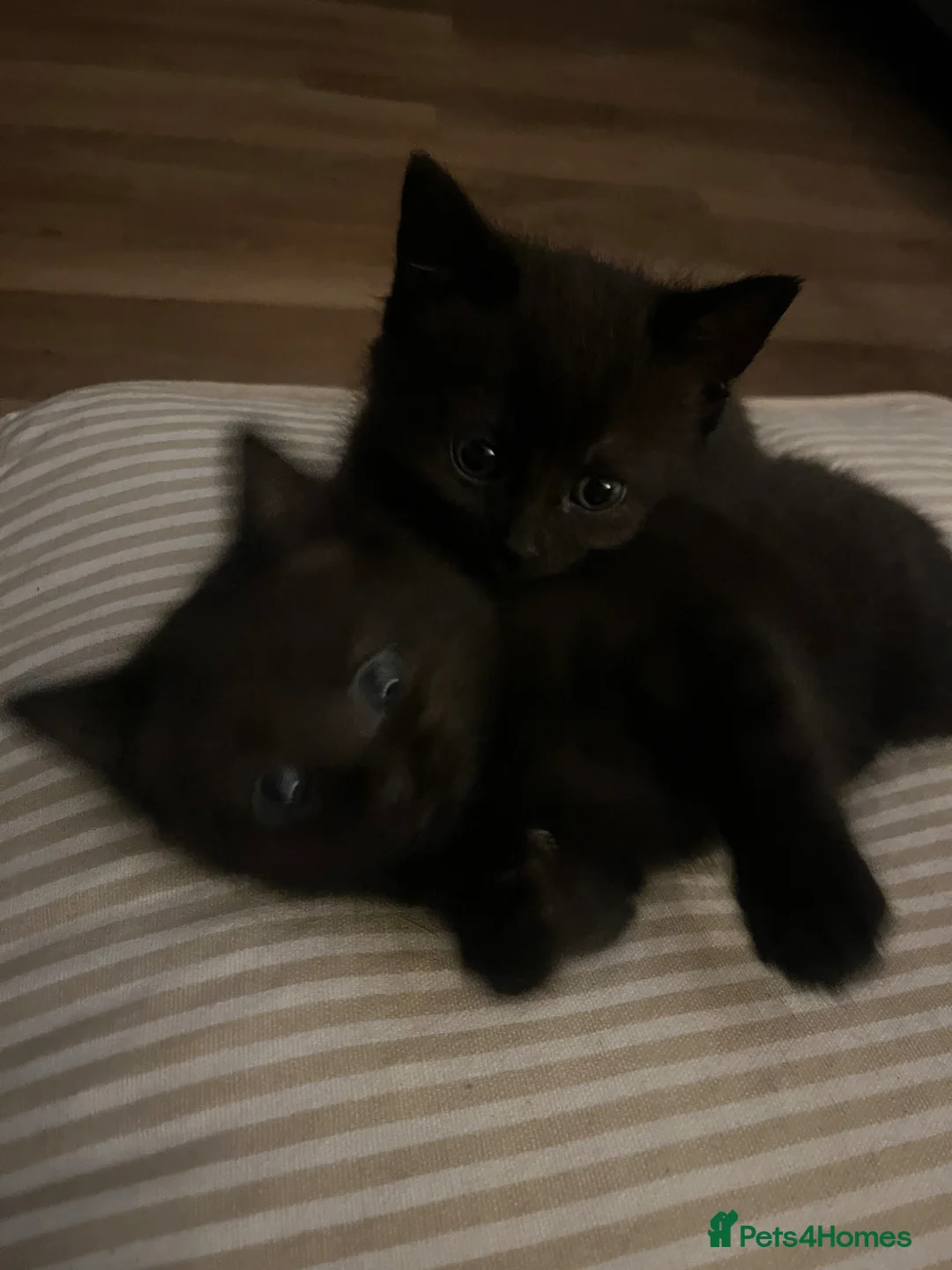 Mixed Breed cats for sale: 2 x black females left for sale  - Advert 8