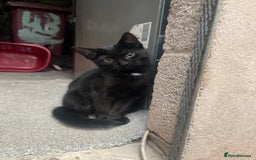 Mixed Breed cats for sale: 2 black kittens for sale £50 - Image 4