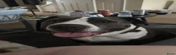 Mixed Breed dogs for sale: Male dog looking for forever home  in Stourbridge - Advert 3