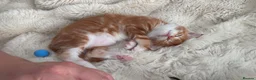 Maine Coon cats for sale: 3 maine coon girls ready in 3 weeks!!!🖤🧡🤍 in Birkenhead - Advert 6