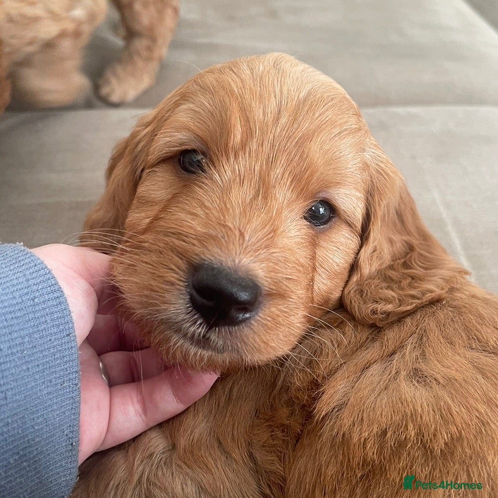 Mini Goldendoodle dogs One Beautiful F1 Golden Doodle Boy - Advert 2