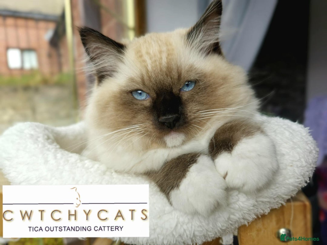 Ragdoll cats for sale: Top Quality, Tica Reg Kittens from Euro / US Lines - Image 14