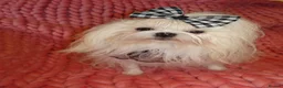 Maltese dogs for sale: Babydoll KC Registered Korean Maltese Adult Girl - Advert 6
