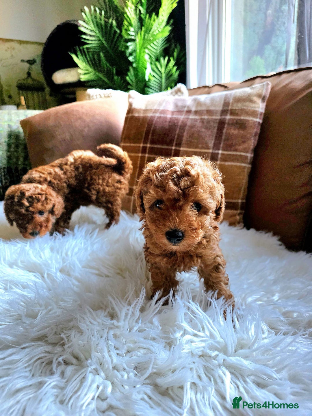 Toy Poodle dogs for sale: TINY RED KC PEDIGREE TOY POODLE PUPPIES - Advert 4