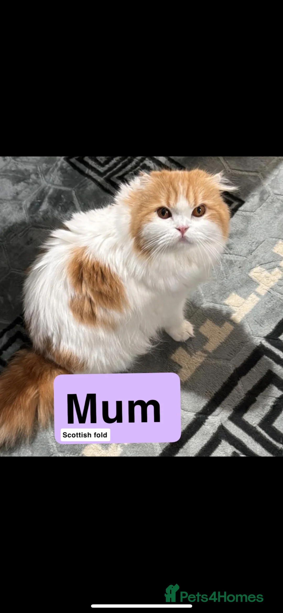 Scottish Fold cats for sale: Beautiful Scottish Fold × Long-Haired Mix Kittens  - Advert 28