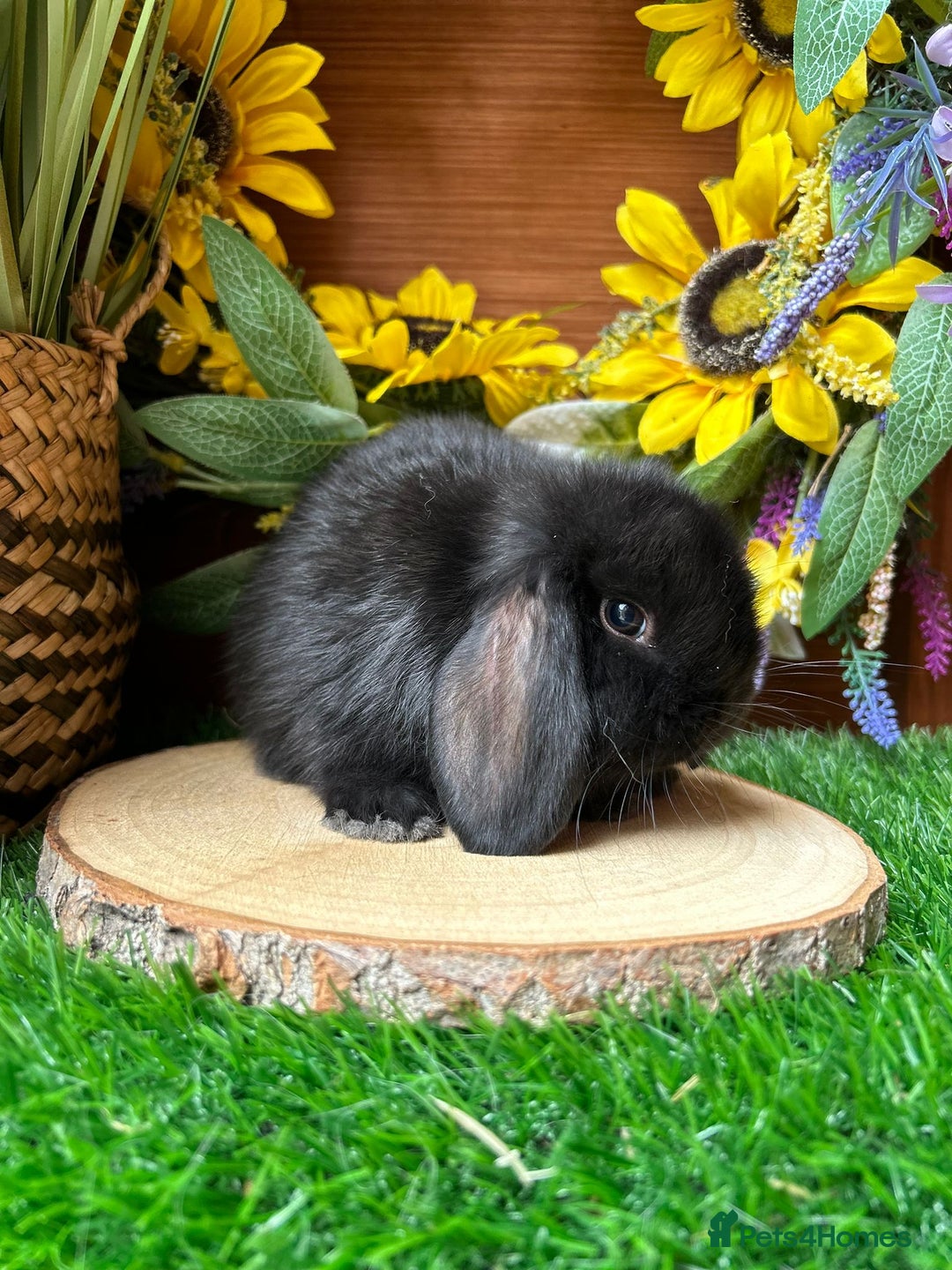 Mini Lop rabbits for sale: Pure bred Mini hop - Image 2