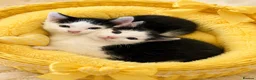 Mixed Breed cats for sale: Sweet kittens  - Advert 5
