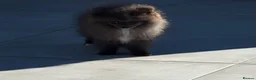 Pomeranian dogs for sale: Pomaranian  - Advert 3