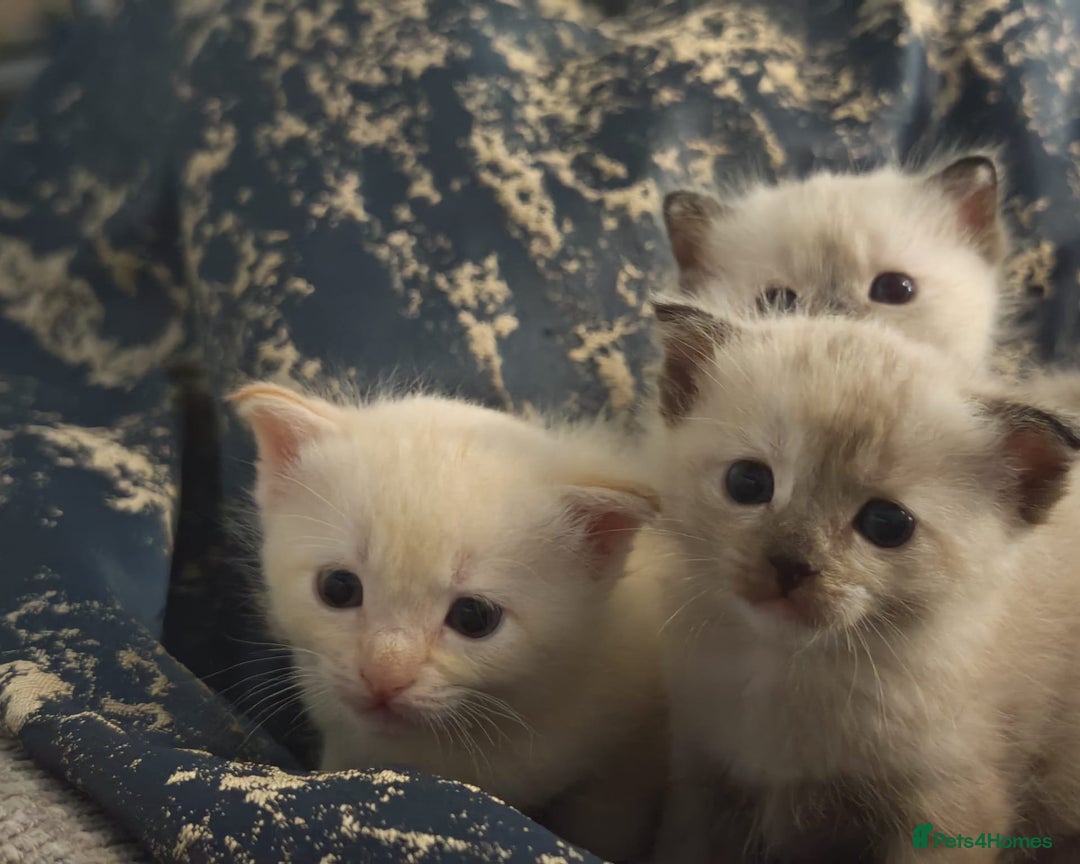 Tonkinese cats for sale: Gorgeous Tonkdoll kittens  - Advert 24