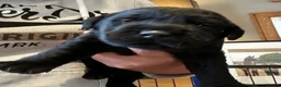 Labrador Retriever dogs for sale: Beautiful chunky black lab puppies  - Advert 5
