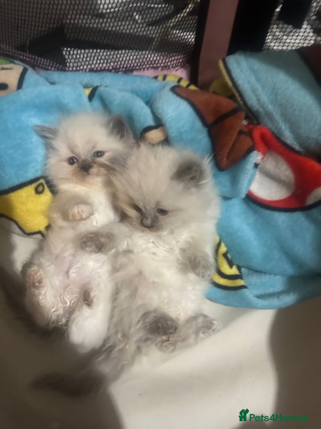 Ragdoll cats for sale: 5 blue eye fluffy ragdoll kittens  - Image 10