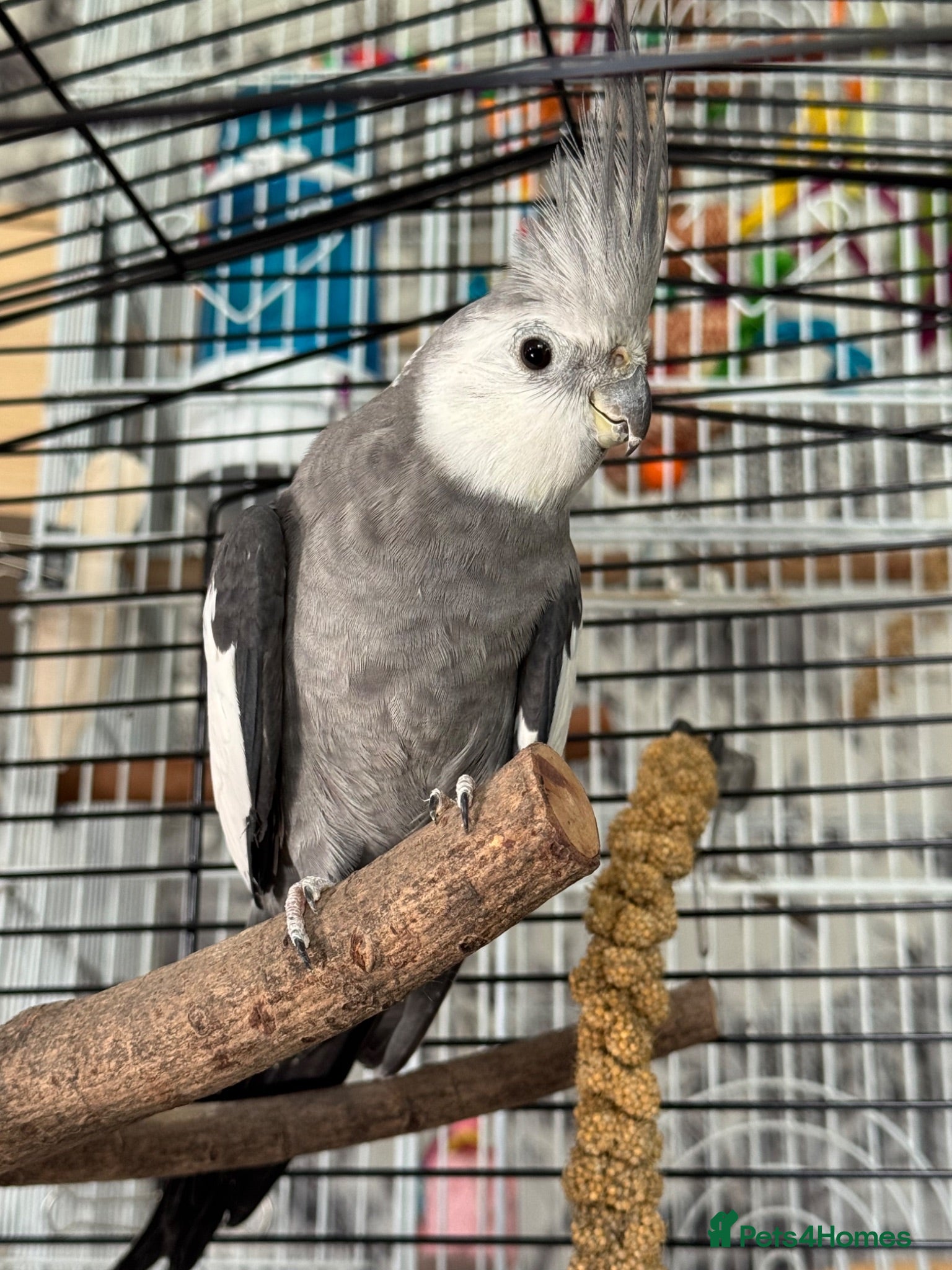 Cockatiels birds Grey Cockatiel Male - Advert 2