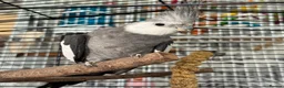 Cockatiels birds for sale: Grey Cockatiel Male - Advert 1