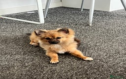 Pomchi dogs for sale: 8 month old man pomchi - Image 3