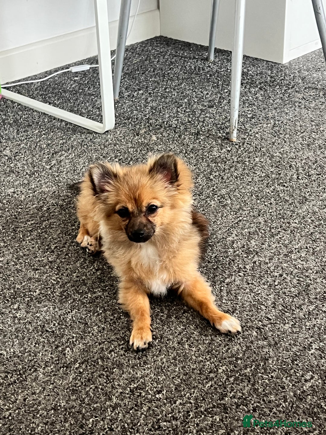 Pomchi dogs for sale: 8 month old man pomchi - Image 3