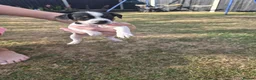 Jack Russell dogs for sale: Jack Russell puppies  - Advert 12