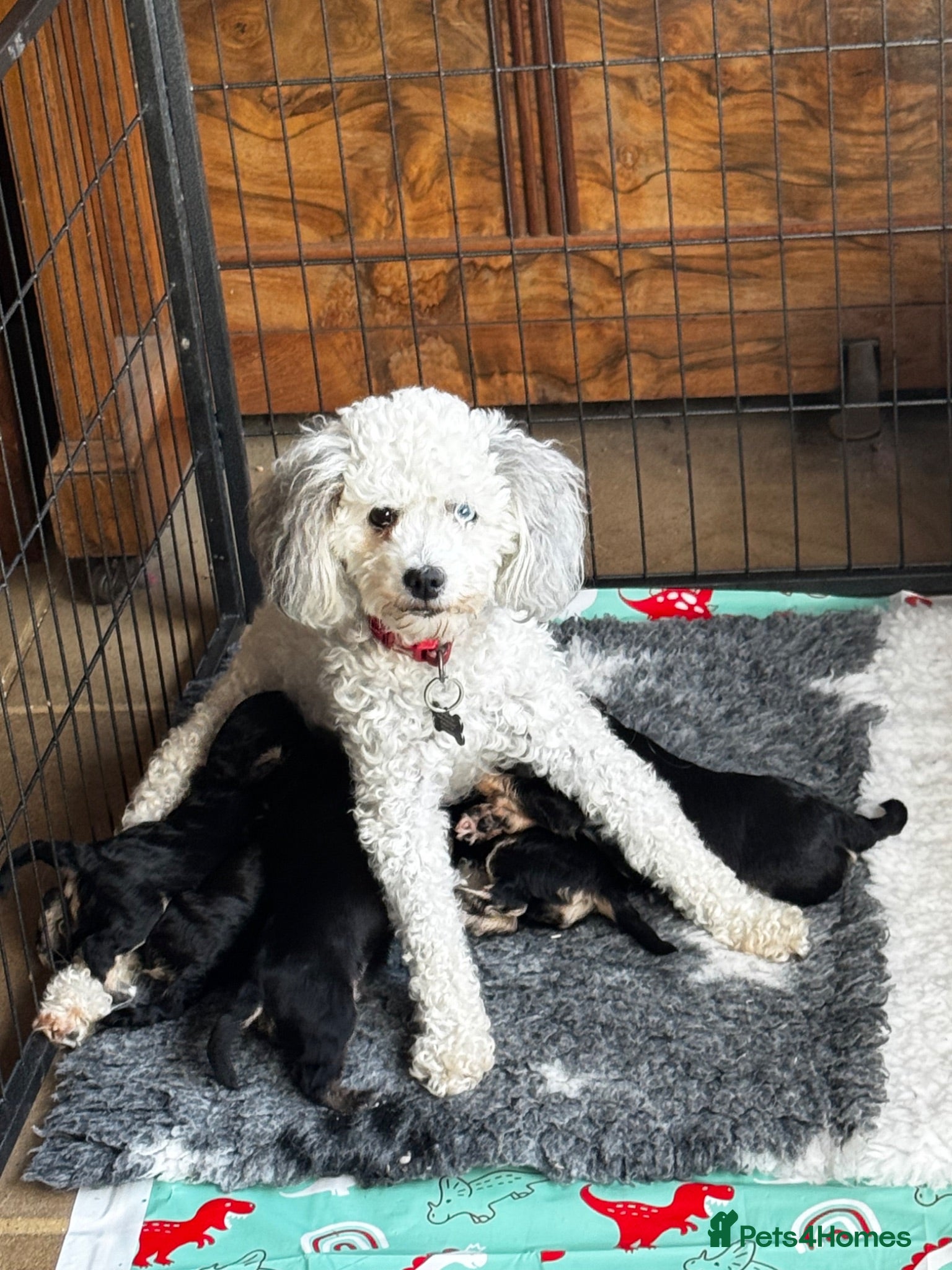 Mixed Breed dogs Very Rare Absolutely Stunning Phantom Cavapoo - Advert 2