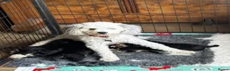 Mixed Breed dogs for sale: Absolutely Stunning Rare Phantom Cavapoo - Advert 7