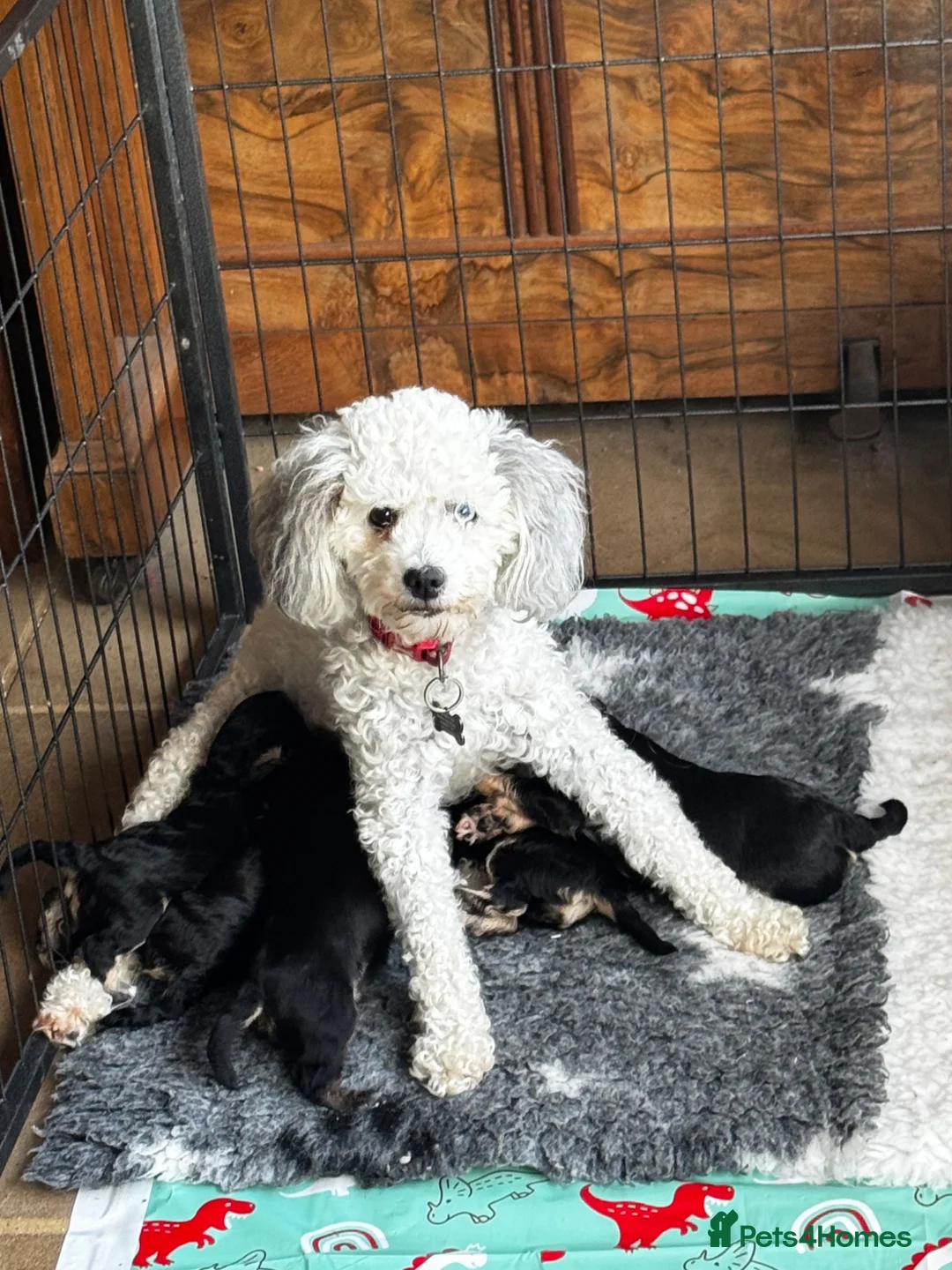 Mixed Breed dogs for sale: Rare Absolutely Stunning Phantom Cavapoo - Advert 2