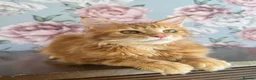 Maine Coon cats for sale: TICA Maine Coon Kittens - Advert 21