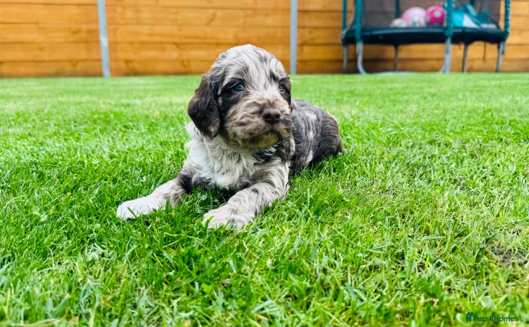 Cockapoo dogs - Advert 8